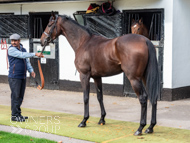 NH051025-53 - Thewoodcorner